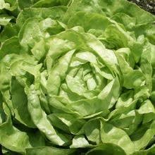 Winter Imperial Lettuce Lactuca sativa seeds for garden planting