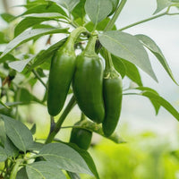 Jalapeno Seeds for Planting - 100 pcs