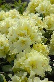 Heirloom Rhododendron Flower Seeds for Garden Planting, Non-GMO, Evergreen Shrub Blooms for Borders