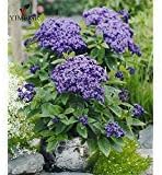 Heliotropium Flower Seeds for Planting - 100 pcs