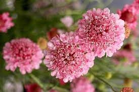 Heirloom Pincushion Flower Seeds for Garden Planting, Non-GMO, Scabiosa Blooms for Cut Flower Gardens for planting in home garden