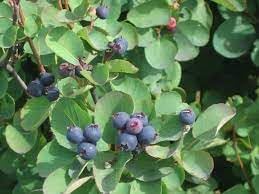 Saskatoon Fruit Seeds for Planting- Growing Hardy & Nutritious Fruits, Heirloom Seeds