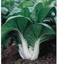 Dwarf Pak Choi Vegetable Seeds for Planting heirloom & Non-GMO Seeds