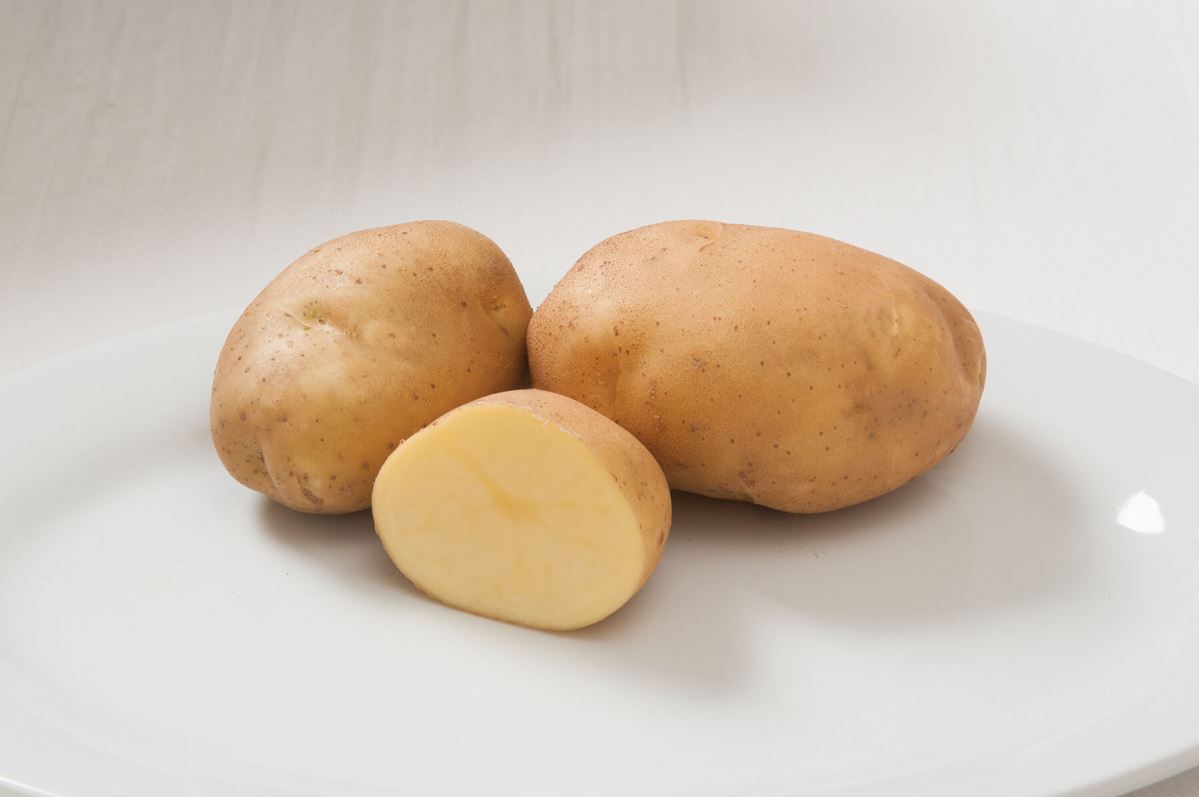 Satina – Seed Potatoes