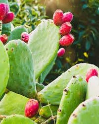 Nopalina Nopalea Fruit Seeds for Planting - Growing Hardy, Nutrient-Rich Cactus Fruits, Heirloom Seeds