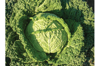 Famosa – Organic Cabbage Seed