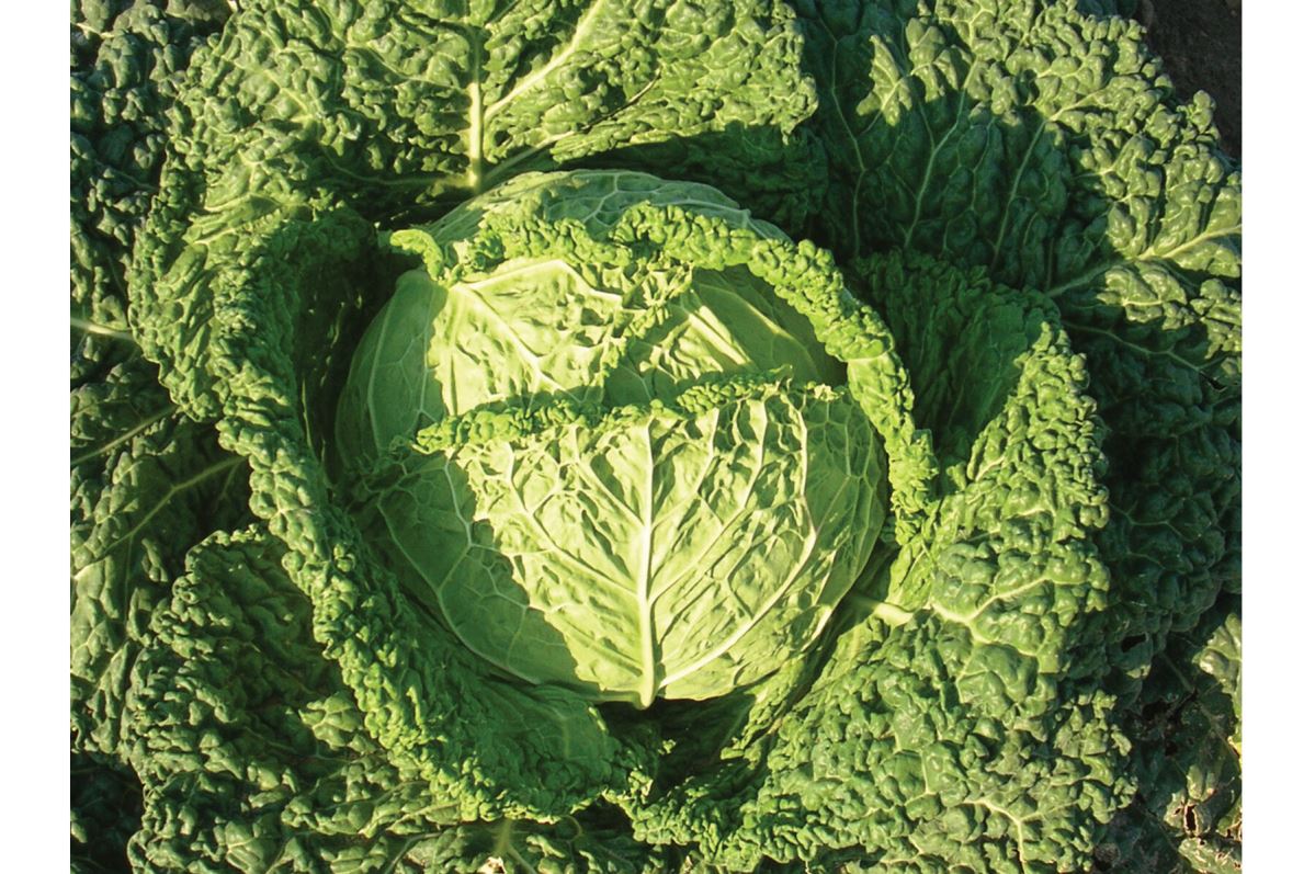 Famosa – Organic Cabbage Seed