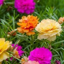 Heirloom Non-GMO Portulaca Grandiflora Flower Seeds | Vibrant Moss Rose Blooms