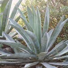 Heirloom Non-GMO Agave Plant Seeds for Planting for Xeriscape Gardens