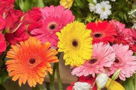 Gerbera Flower Seeds – Heirloom, Non-GMO, Bright Daisy-Like Blooms for Garden Planting
