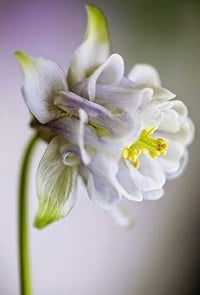 White (White scientific name) for planting in garden