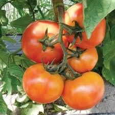 Light red tomato Solanum lycopersicum seeds for planting in vegetable patch
