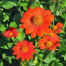 Mexican Flower Seeds for Planting - 100 pcs
