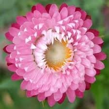 Helichrysum Bracteatum Flower Seeds for Planting ,Heirloom Seeds - Bracteatum for planting in home garden