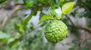 Lime Fruit Seeds - Ideal for Growing Limes in Your Home Garden 100 pcs