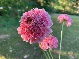 Heirloom Pincushion Flower Seeds for Garden Planting, Non-GMO, Scabiosa Blooms for Cut Flower Gardens