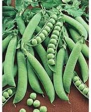 Snap Pea Pisum sativum seeds for garden planting