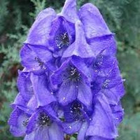 Heirloom Wolfsbane Flower Seeds for Garden Planting, Non-GMO, Tall Spiked Blooms for Shaded Borders