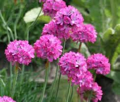 Organic Armeria Flower Seeds for Planting – Heirloom, Non-GMO