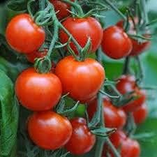 Bucks County Tomato Vegetable Seeds – Large Juicy Tomatoes 100 pcs
