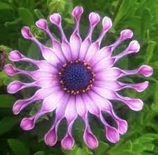 Chrysanthemum Power Spider Seeds – Organic, Heirloom, Non-GMO Garden Seeds