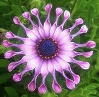 Chrysanthemum Power Spider Seeds – Organic, Heirloom, Non-GMO Garden Seeds