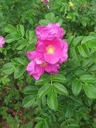 Rugosa Fragrant Rose Heirloom Non-GMO Seeds for Planting