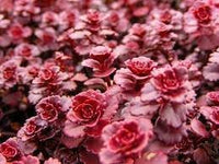 Heirloom Stonecrop Flower Seeds for Garden Planting, Non-GMO, Drought-Tolerant Succulent Blooms - Stonecrop for planting in home garden