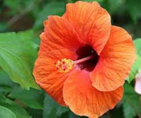 Hibiscus flower orange red giant seeds for planting in tropical exotic gardens