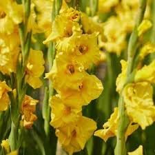 Gladiolus Flower Seeds Heirloom Non GMO Planting - 100 - Flower for planting in home garden