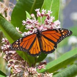 Flower Seed Sampler – Heirloom Non-GMO Mixed Seeds for Diverse and Colorful Garden Planting - Seed for planting in home garden