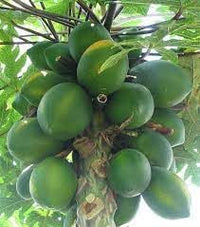 Melonenbaum Fruit Seeds - A Tree That Produces Refreshing Melons 100 pcs