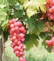 Heirloom grape Vitis vinifera seeds for home vineyard