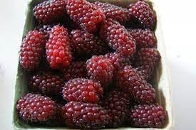 Tayberry Fruit Seed Set for Unique, Sweet Berries 100 pcs