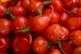Mata Frade Pepper Capsicum annuum seeds for planting