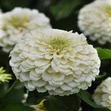 Heirloom White Zinnia Salmon Flower Seeds for Planting – Non-GMO, Vibrant Blooms - White for planting in home garden