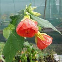 Organic Heirloom Non-GMO Abutilon Hybridum Seeds for Planting – Fresh Vibrant Blooms