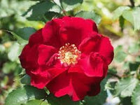 Heirloom Rugosa Flower Seeds for Garden Planting, Non-GMO, Fragrant Rose Blooms for Hedges