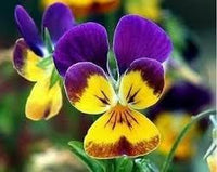 Johnny Jump Ups Flower Seeds – Heirloom Non-GMO Seeds for Colorful and Edible Garden Planting