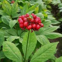 White American Ginseng Herbal Garden - for planting in home garden