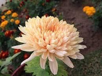 Light Orange Chrysanthemum Flower Seeds – Heirloom Non-GMO Seeds for Lush Seasonal Garden Blooms