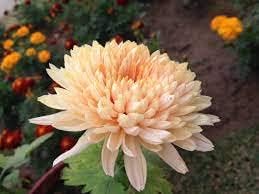 Orange White Chrysanthemum Flower Seeds – Heirloom Non-GMO Blooms for Autumn Garden Color