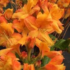 Azalea Flower Seeds for Planting, Heirloom, Non-GMO, 100