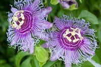 Sweet Grenadilla Passiflora Seeds – Heirloom Non-GMO Fruit Seeds for Tropical Garden Planting