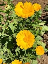 Resina Calendula Flower Seeds, Heirloom, Non-GMO Seeds for Planting