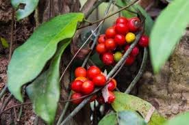 Tiliacora Fruit Seeds for Planting – 10 Seeds 100 pcs