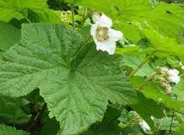 Heirloom Non-GMO Rubus Parviflorus Flower Seeds for Planting – Edible Thimbleberry Blooms for Wild Gardens