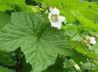 Heirloom Non-GMO Rubus Parviflorus Flower Seeds for Planting – Edible Thimbleberry Blooms for Wild Gardens