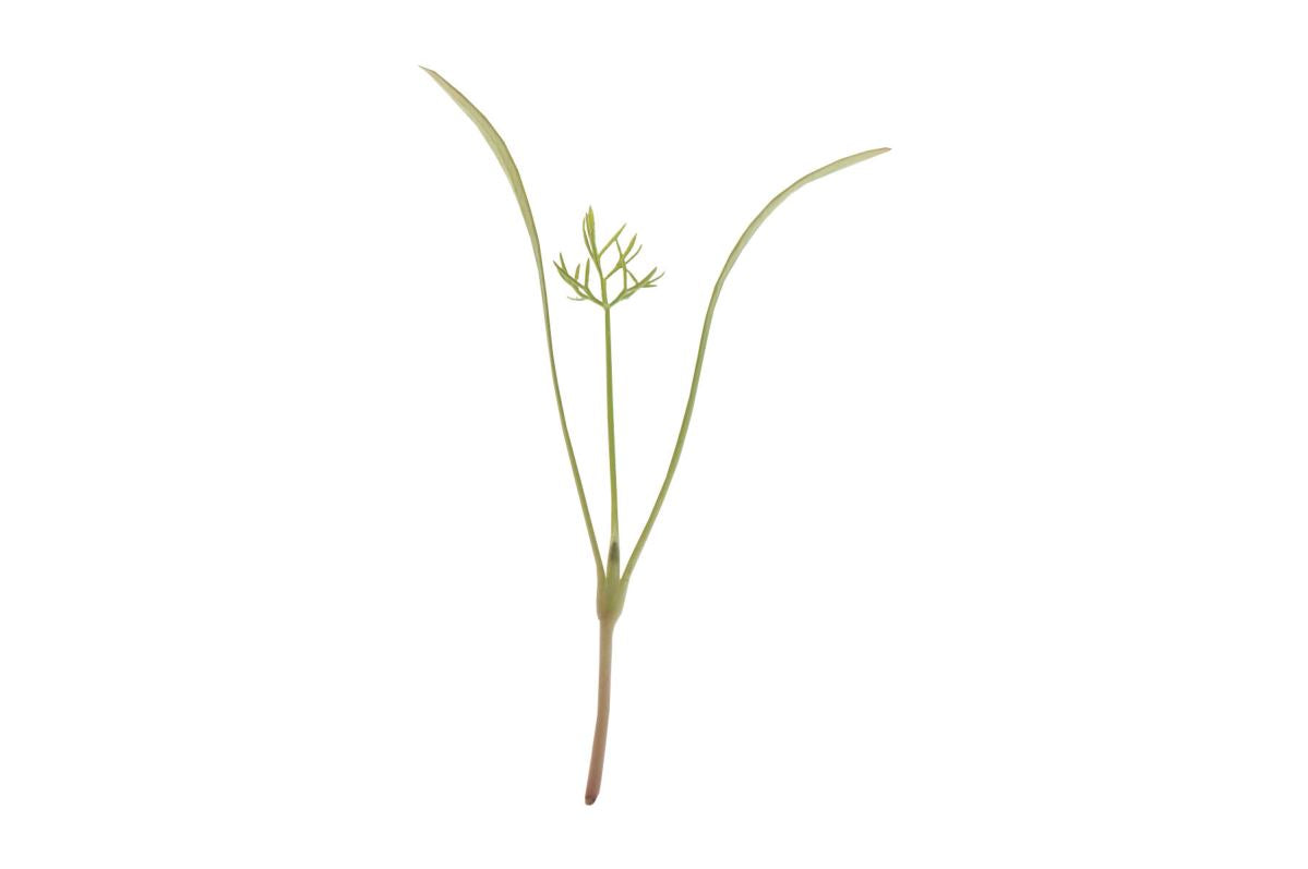 Fennel, Green – Microgreen Seed