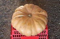 Brown Pumpkin Vegetable Seeds for Planting heirloom & Non-GMO Seeds